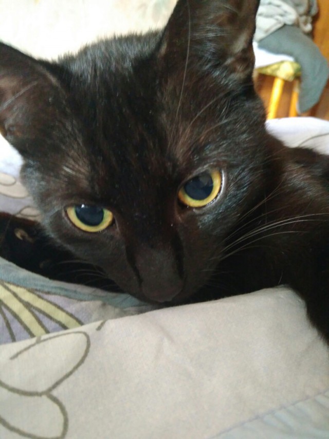 Прикольных котов пост