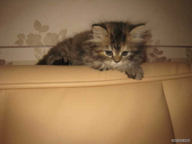 Первый котовторник июля