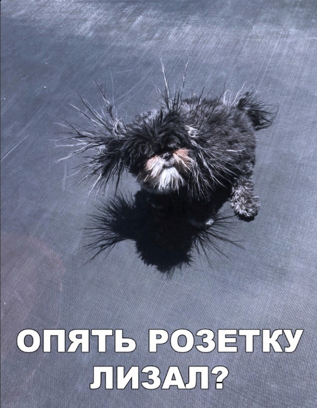 Милые животные. Мимиметр сломался