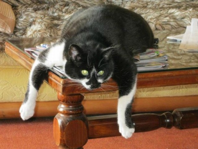 Котовторник!