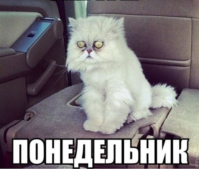 Картинки понедельника