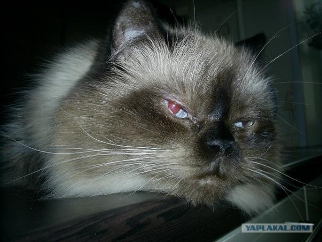 Первый КОТОВТОРНИК 2012