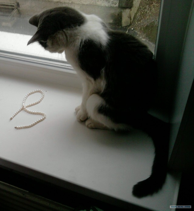 Котовторник 24.04.2012