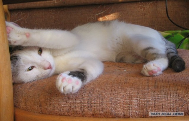 Котонянька и котовторник