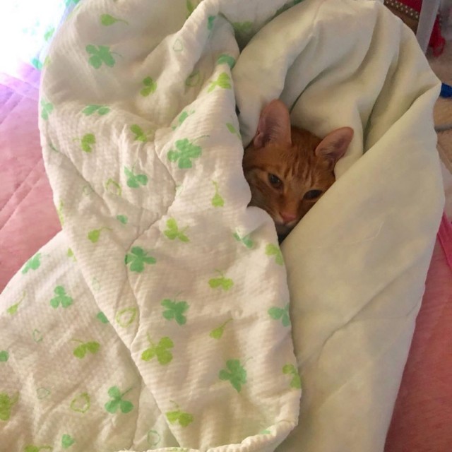 Забавные фото котеек