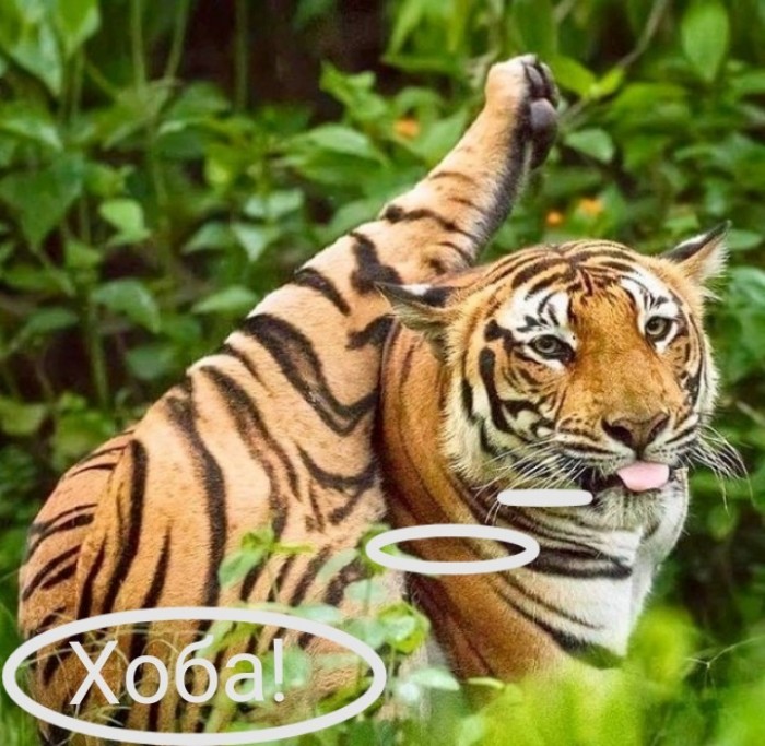 Виды "Хоба"
