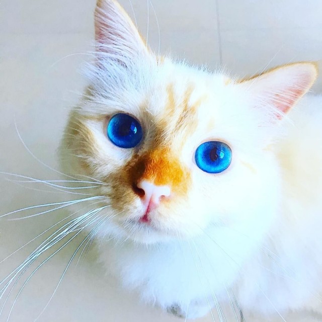 Забавные фото котеек