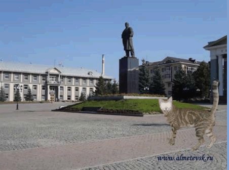 Фотожаба: Кот отакует!