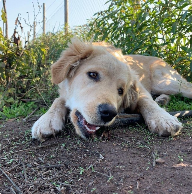Чуток картинок не про вирус  18.0.  Животные