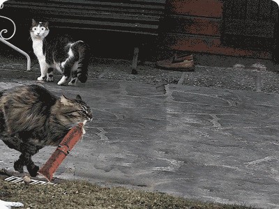 Быстрый кот