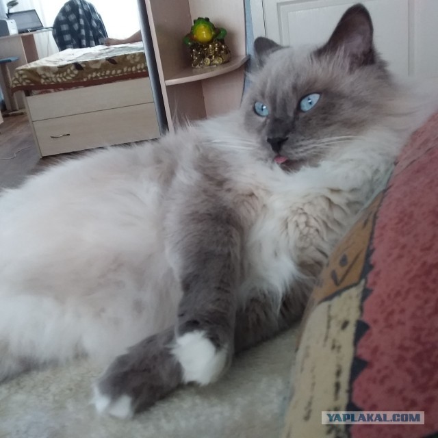 Вторник. Кото-вторник...