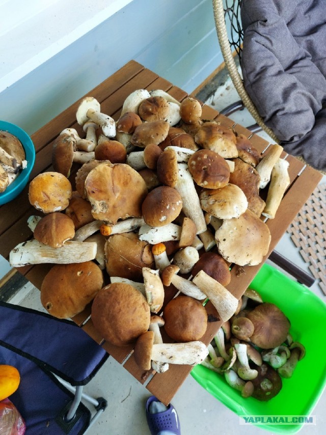 Дачные грибочки