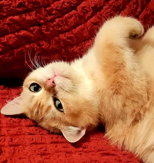 Разные котики