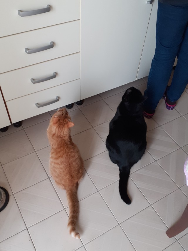 К котовторнику