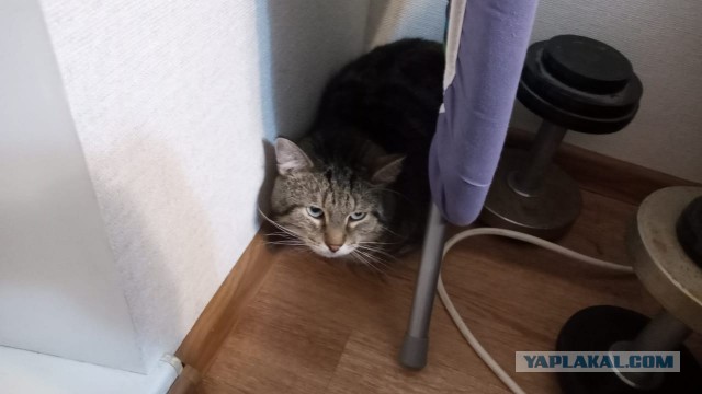 Жизнь домашнего приюта для котеек 370