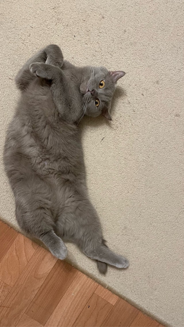 Котовторнику посвящается