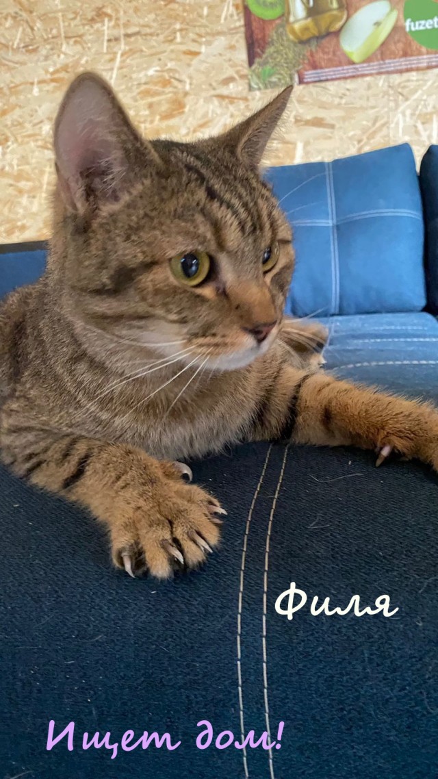 Жизнь домашнего приюта "Котоленд" 329