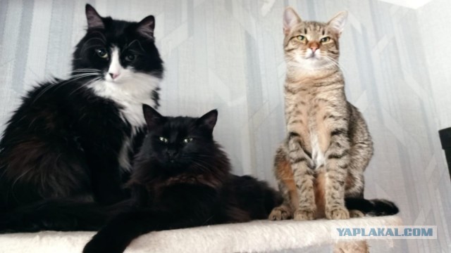 Котовторник ведь начался!