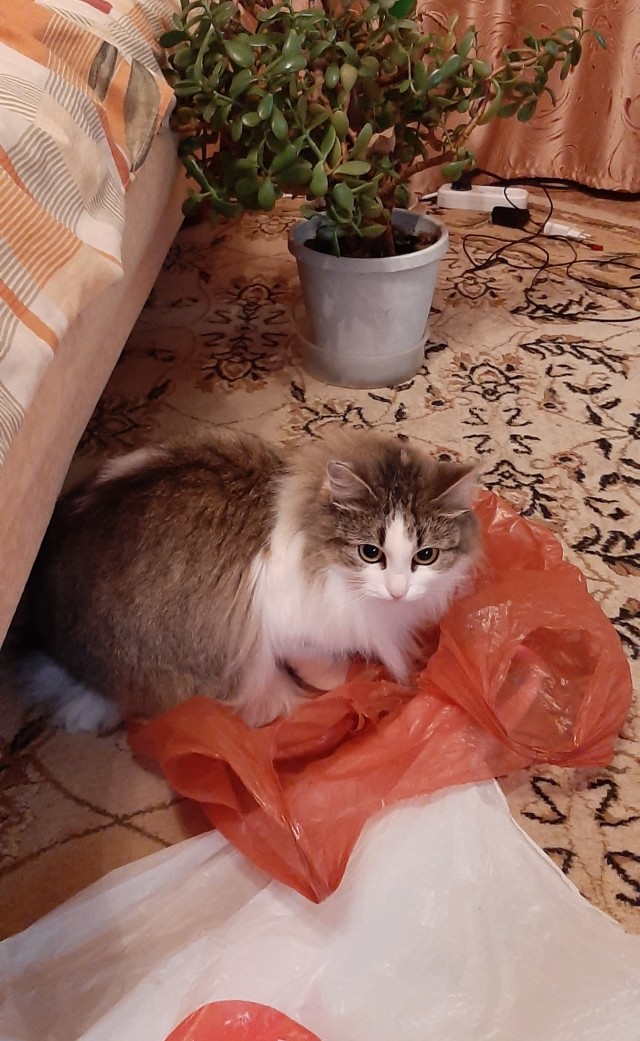 А вот и котовторник 24.05.2022