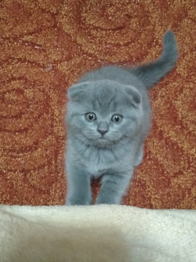 А вот и котовторник 24.05.2022