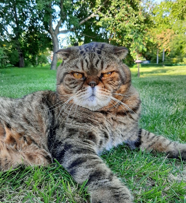 Британец