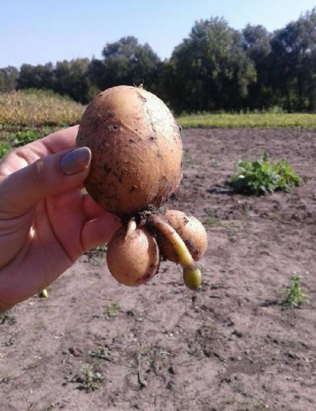 Всякая всячина