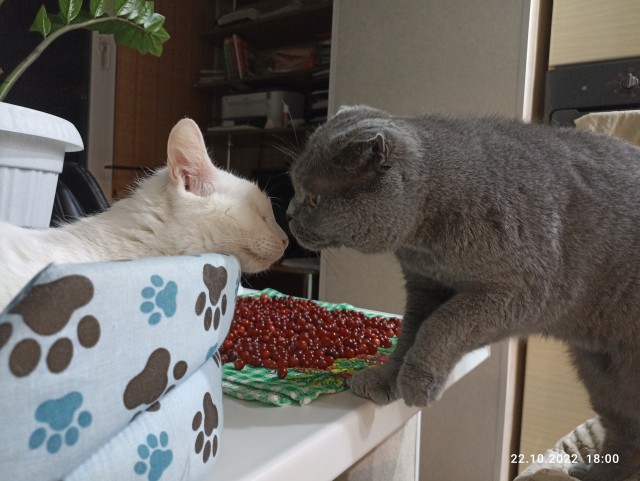 Мой котовторник