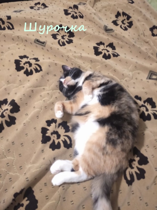 Жизнь домашнего приюта "Котоленд" 366