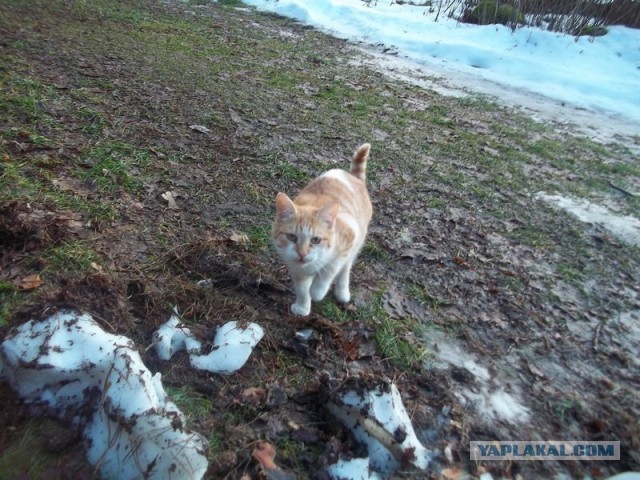 Жизнь домашнего приюта для котеек 427