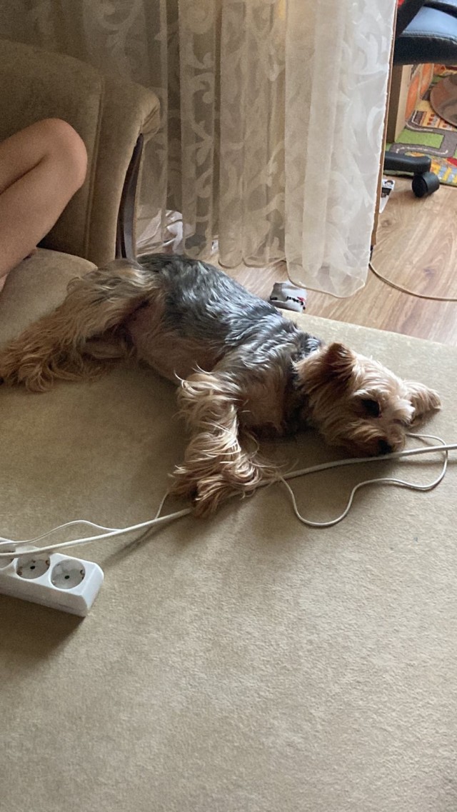 Куда собакенов своих дели? Четветрг же…