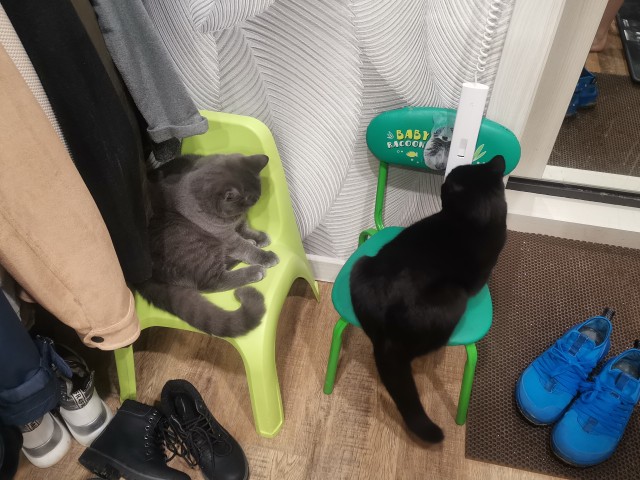 Коточетверг!