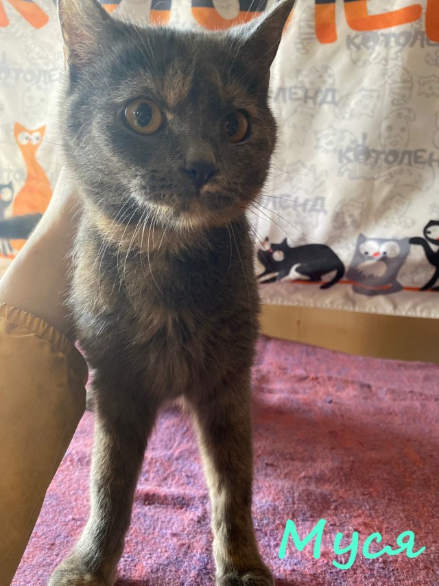 Жизнь домашнего приюта "Котоленд" 379