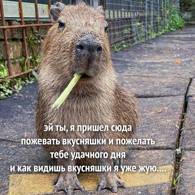 Картинки и мемы, всем хороших выходных