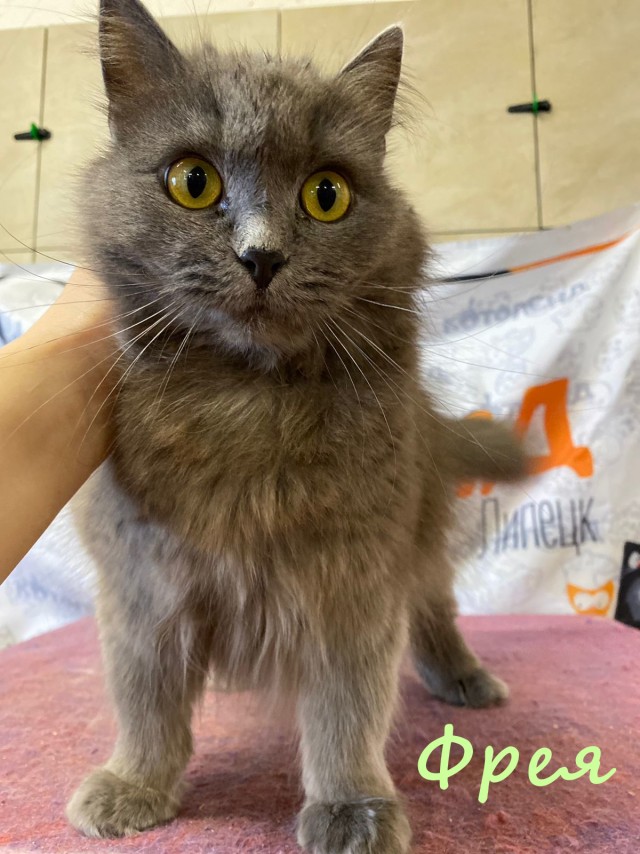 Жизнь домашнего приюта "Котоленд" 384