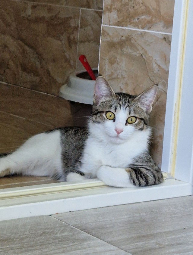 Вот и мы теперь кошкорабы
