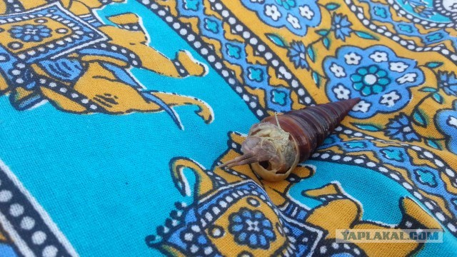 Невероятное приключение!