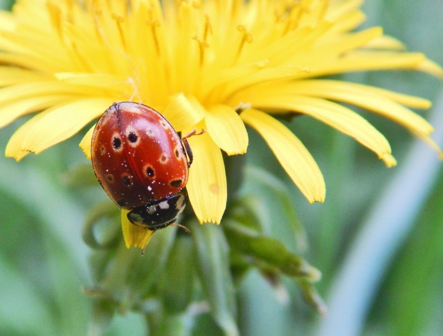 Природа Южного Урала