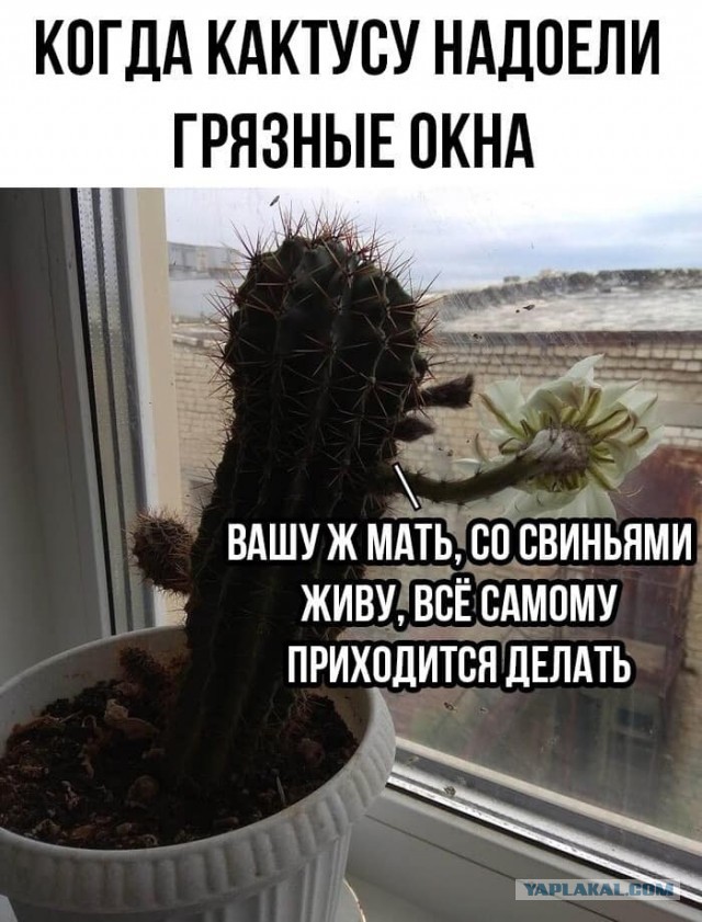 Баяны и аккордеоны. Смешные и не очень