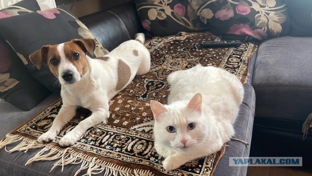 Котовторник 7.11.23