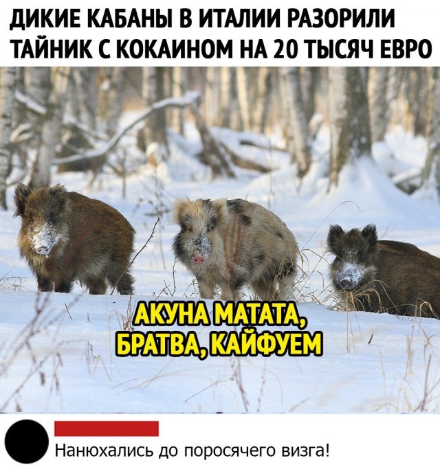 Мытищи — стадо кабанов привлекло шуршание пакета с продуктами, и они увязались за автором видео с надеждой на вкусняшки