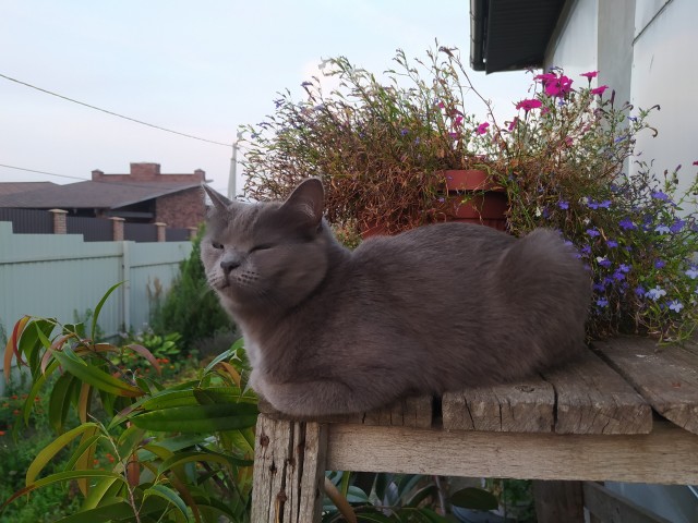 Котовторник уже пришёл?