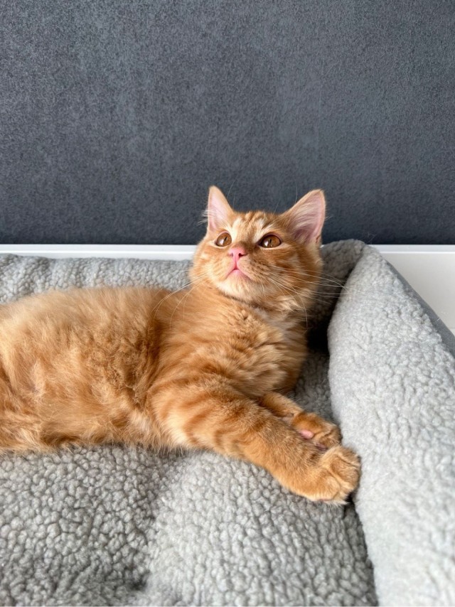Котовторник 09.04.24