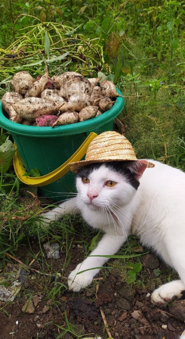 Когда батя присылает свои фотографии с дачи