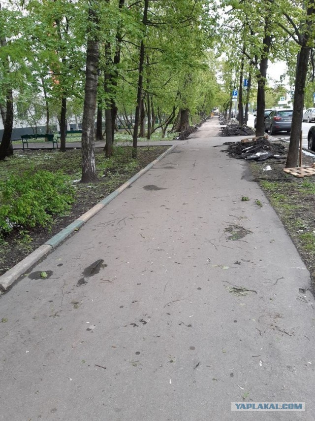 "А бордюры не простые. Всё скорлупки золотые"