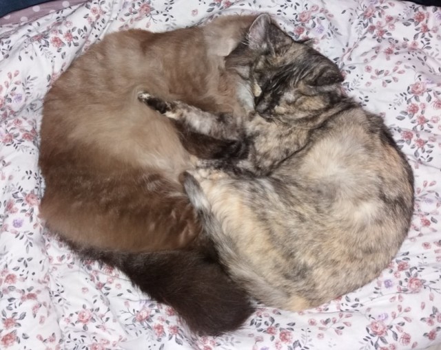 С Котовторником!