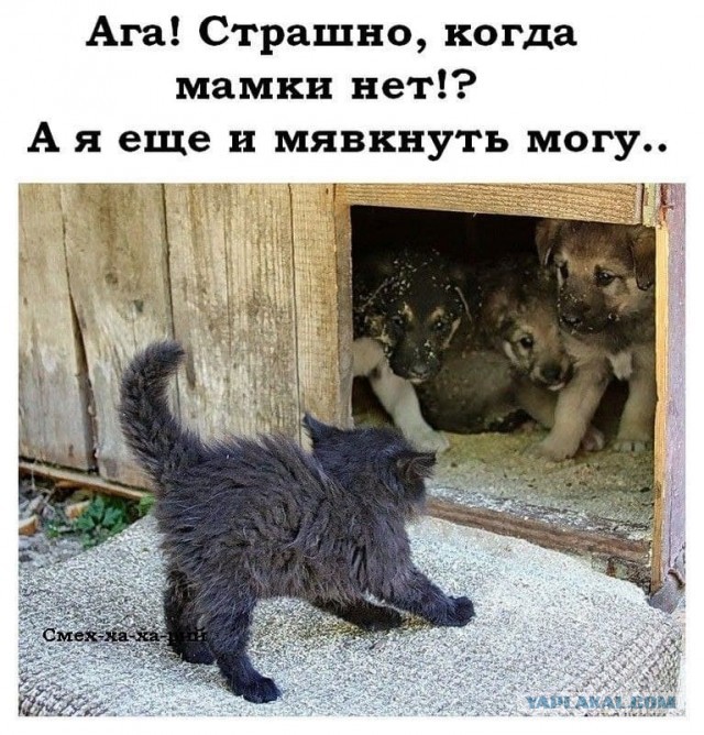 Баяны: апрель 2023 г - июль 2023 г