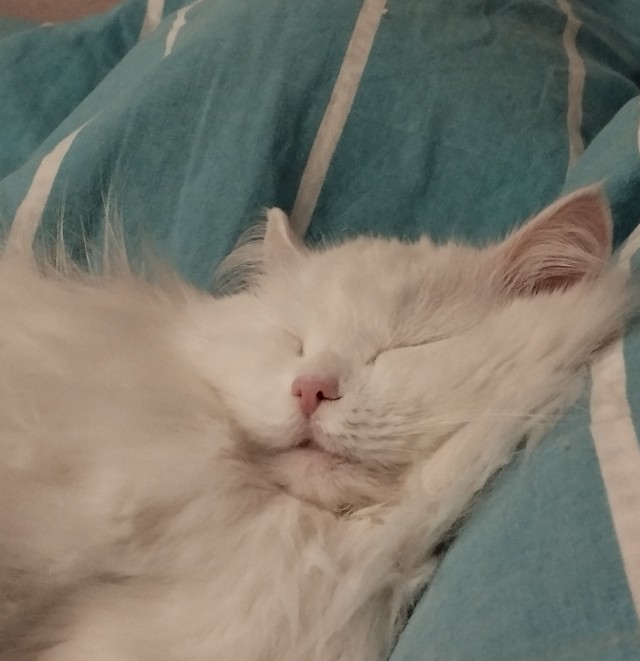 Милота в гамаке