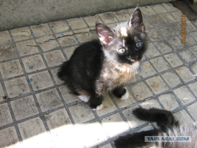 Нужны имена котятам