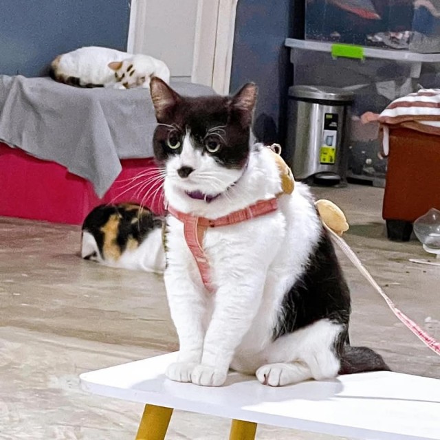 Трансформация кота