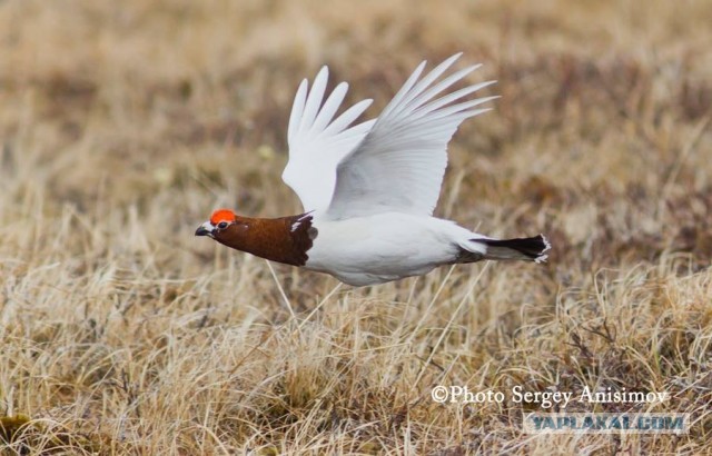 Красота! Лето на Ямале. Фото